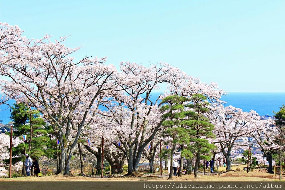 【茨城縣】日立市神峰公園～漂浮在太平洋上的櫻花