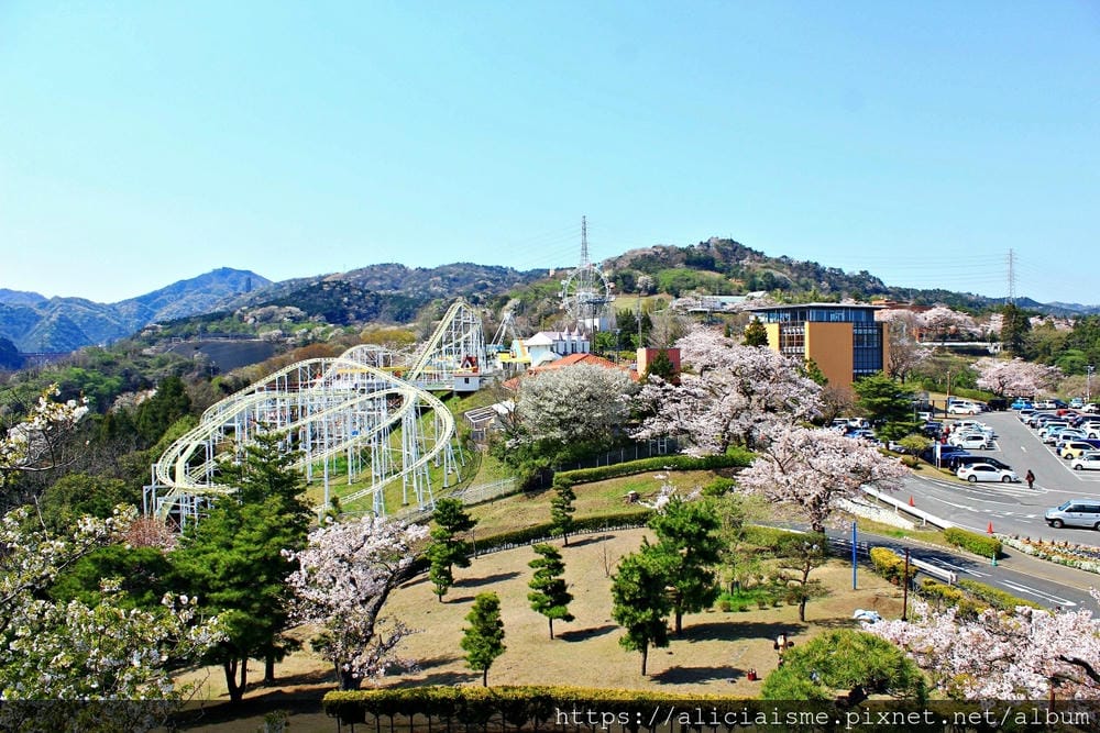 【茨城縣】日立市神峰公園～漂浮在太平洋上的櫻花