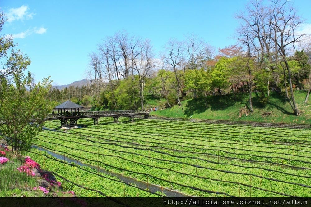 【長野縣|安曇野】大王山葵農場~來到黑澤明的夢裡 【長野縣|安曇野】大王山葵農場~來到黑澤明的夢裡
