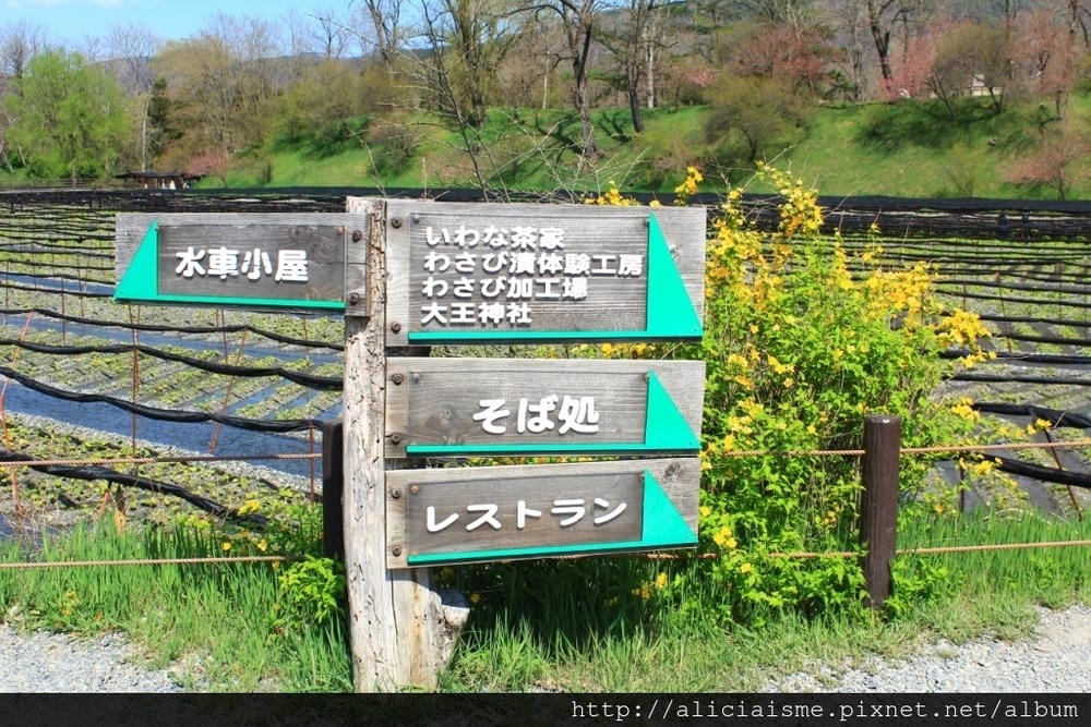 【長野縣|安曇野】大王山葵農場~來到黑澤明的夢裡 【長野縣|安曇野】大王山葵農場~來到黑澤明的夢裡