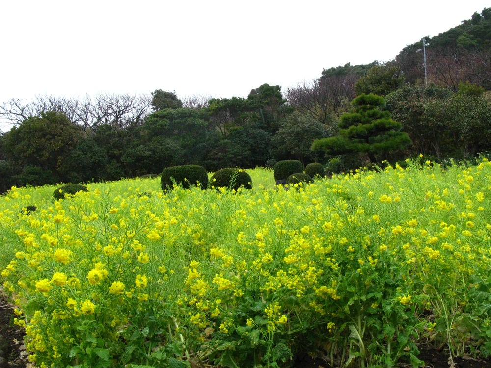 伊豆下田 (32).JPG