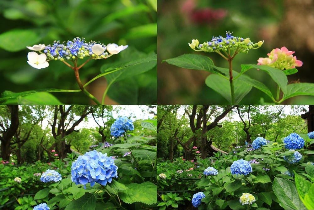 makephotogallery.net_1496375015.jpg
