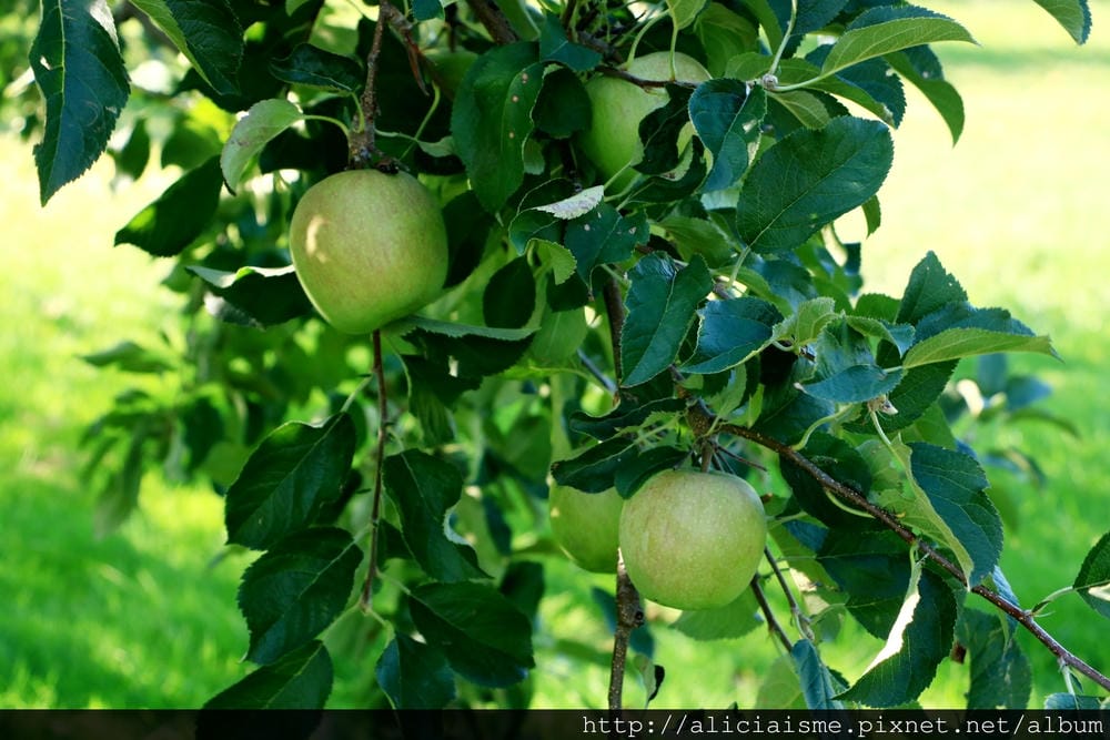 batch_IMG_2135.JPG