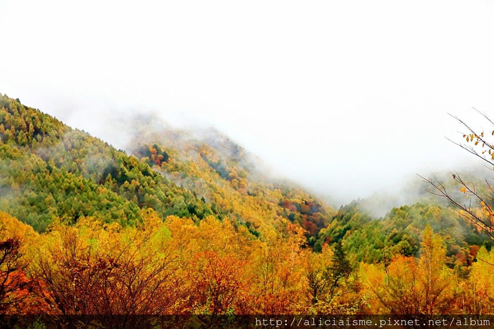 【長野縣】乘鞍高原、MAPLE餐廳:雲霧裡的紅葉夢幻地、健行露營區