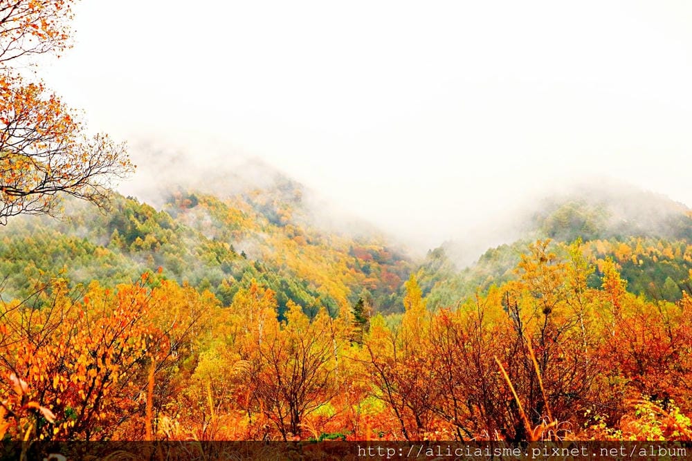 【長野縣】乘鞍高原、MAPLE餐廳:雲霧裡的紅葉夢幻地、健行露營區