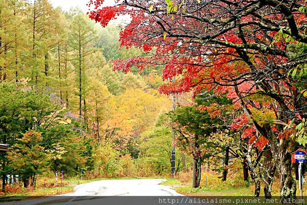 【長野縣】乘鞍高原、MAPLE餐廳:雲霧裡的紅葉夢幻地、健行露營區