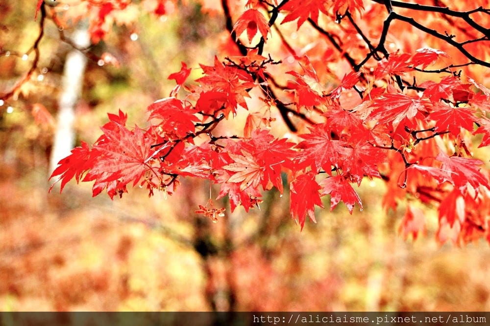 【長野縣】乘鞍高原、MAPLE餐廳:雲霧裡的紅葉夢幻地、健行露營區
