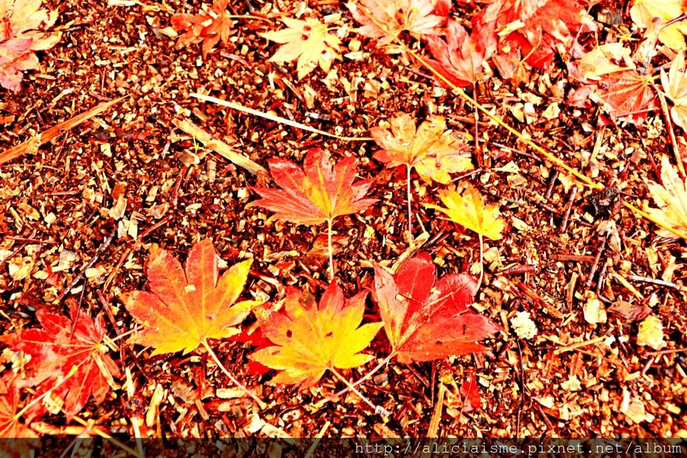 【長野縣】乘鞍高原、MAPLE餐廳:雲霧裡的紅葉夢幻地、健行露營區