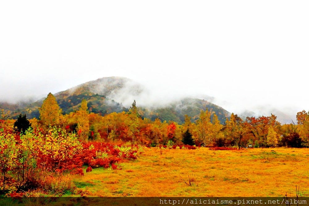 【長野縣】乘鞍高原、MAPLE餐廳:雲霧裡的紅葉夢幻地、健行露營區