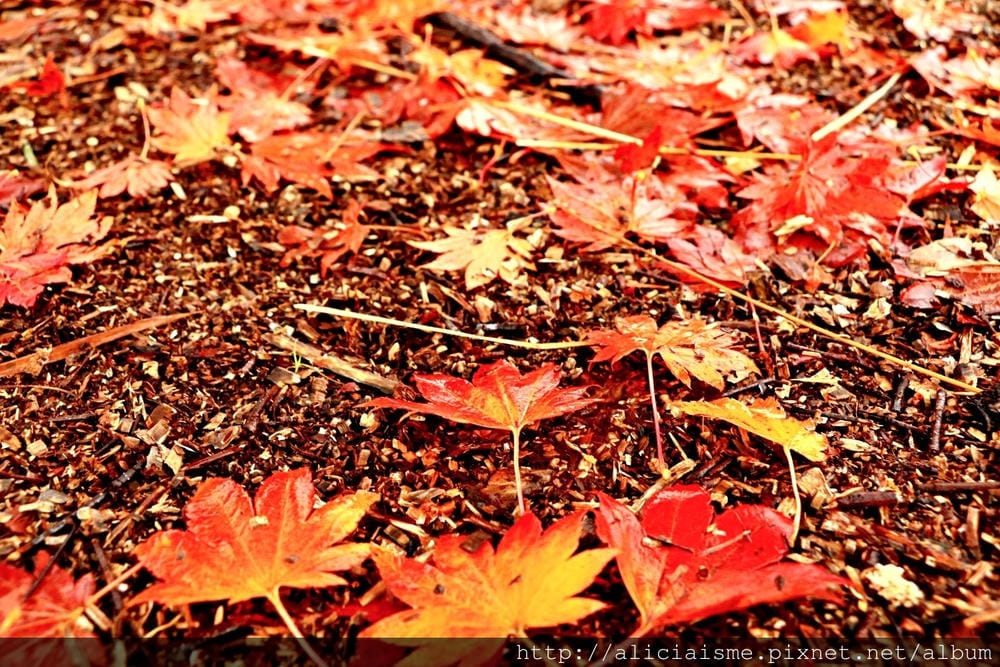 【長野縣】乘鞍高原、MAPLE餐廳:雲霧裡的紅葉夢幻地、健行露營區