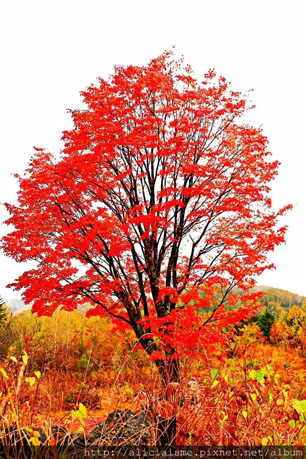 【長野縣】乘鞍高原、MAPLE餐廳:雲霧裡的紅葉夢幻地、健行露營區