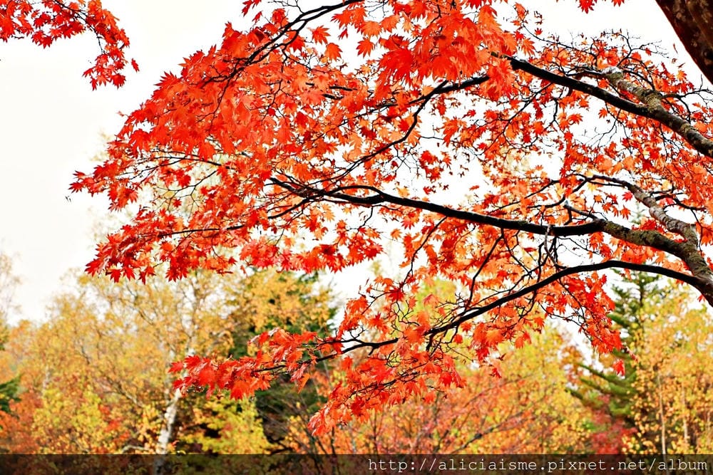 【長野縣】乘鞍高原、MAPLE餐廳:雲霧裡的紅葉夢幻地、健行露營區