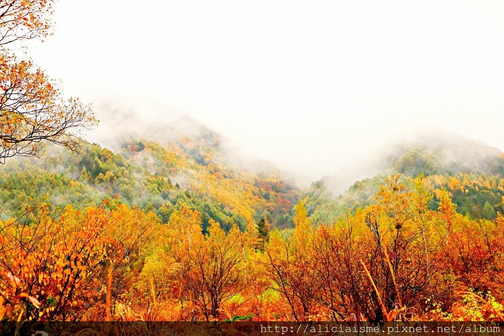 【長野縣】乘鞍高原、MAPLE餐廳:雲霧裡的紅葉夢幻地、健行露營區