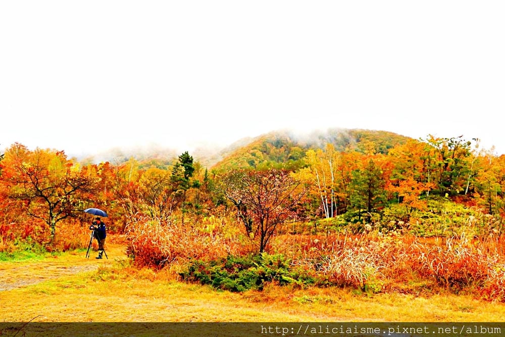 【長野縣】乘鞍高原、MAPLE餐廳:雲霧裡的紅葉夢幻地、健行露營區