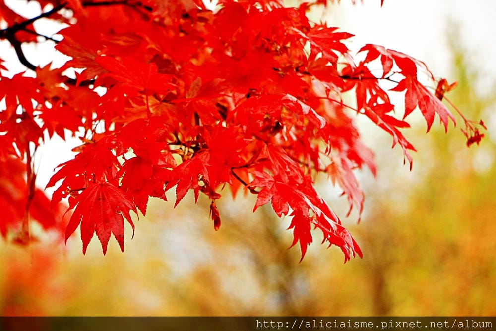 【長野縣】乘鞍高原、MAPLE餐廳:雲霧裡的紅葉夢幻地、健行露營區
