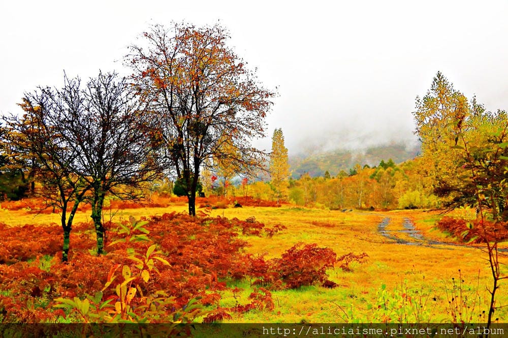 【長野縣】乘鞍高原、MAPLE餐廳:雲霧裡的紅葉夢幻地、健行露營區