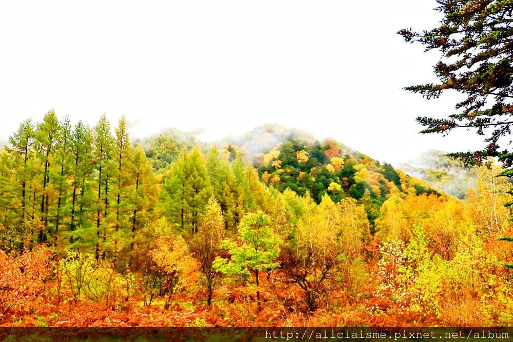 【長野縣】乘鞍高原、MAPLE餐廳:雲霧裡的紅葉夢幻地、健行露營區