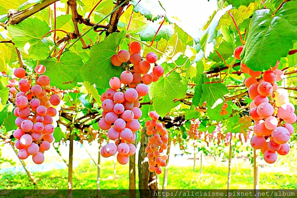 【山梨縣】笛吹見晴園、〈MARUSA MARCHE〉咖啡館:粉色地毯上現摘葡萄、喝自家釀造葡萄酒、葡萄樹木工盤體驗