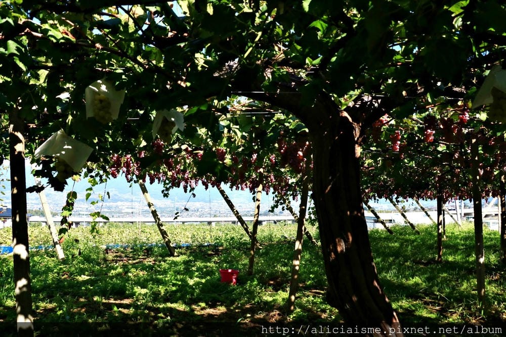 【山梨縣】笛吹見晴園、〈MARUSA MARCHE〉咖啡館:粉色地毯上現摘葡萄、喝自家釀造葡萄酒、葡萄樹木工盤體驗
