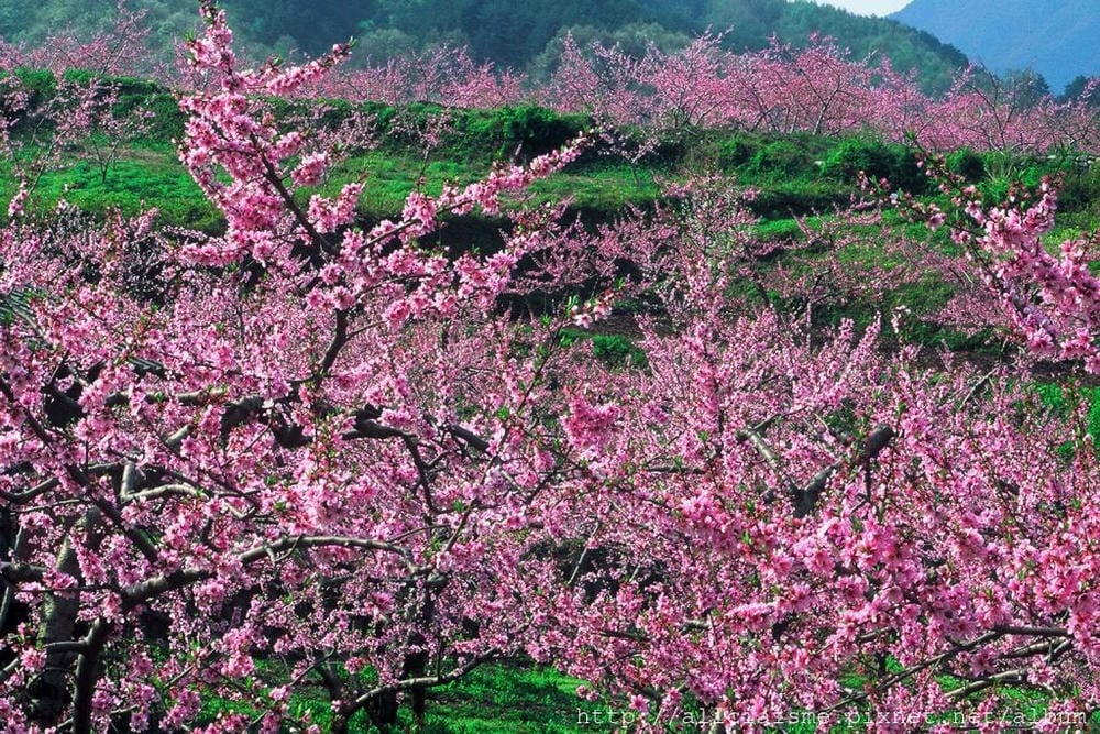 【山梨縣】笛吹見晴園、〈MARUSA MARCHE〉咖啡館:粉色地毯上現摘葡萄、喝自家釀造葡萄酒、葡萄樹木工盤體驗