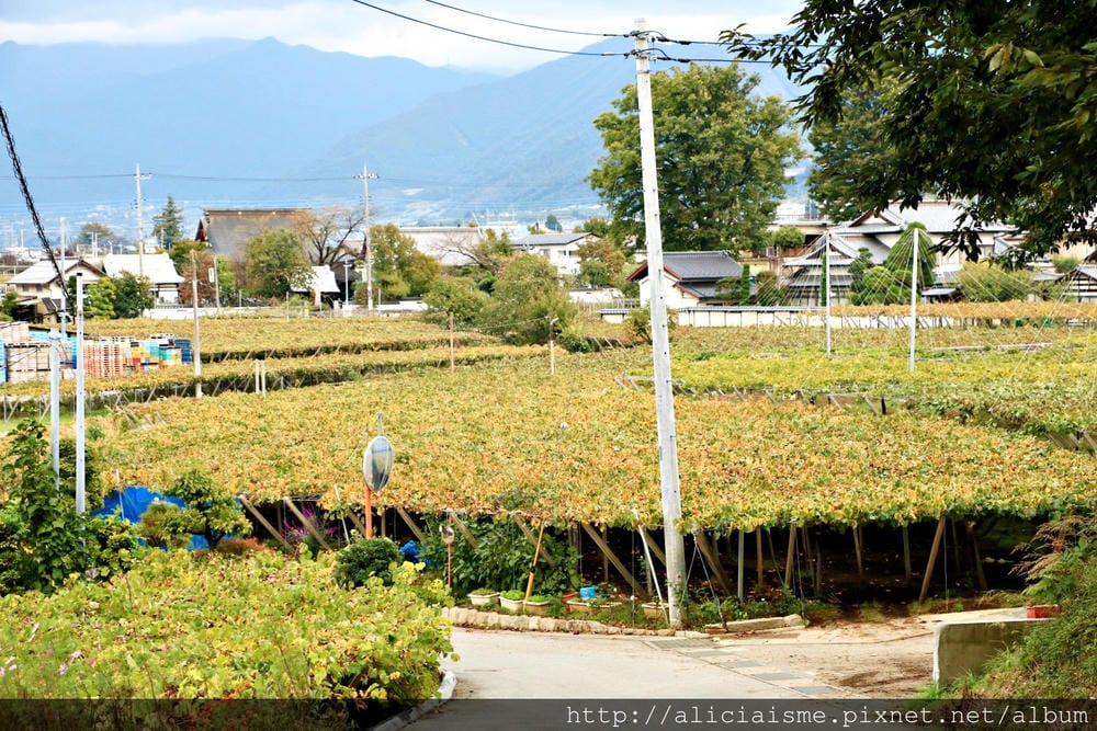【山梨縣】LUMIERE酒莊及法式餐廳〈Zelkova〉:百年酒莊裡的法式極致味覺饗宴