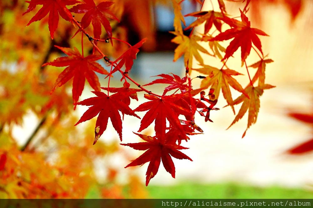 【山梨縣】〈忍野 忍者主題村〉:富士山下當個忍者,體驗忍術、吃頓美味忍者餐!
