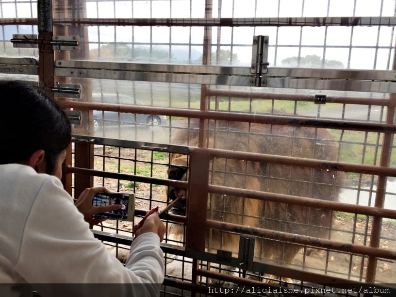 【大分縣】九州自然動物園：體驗African safari野生動物餵食樂趣
