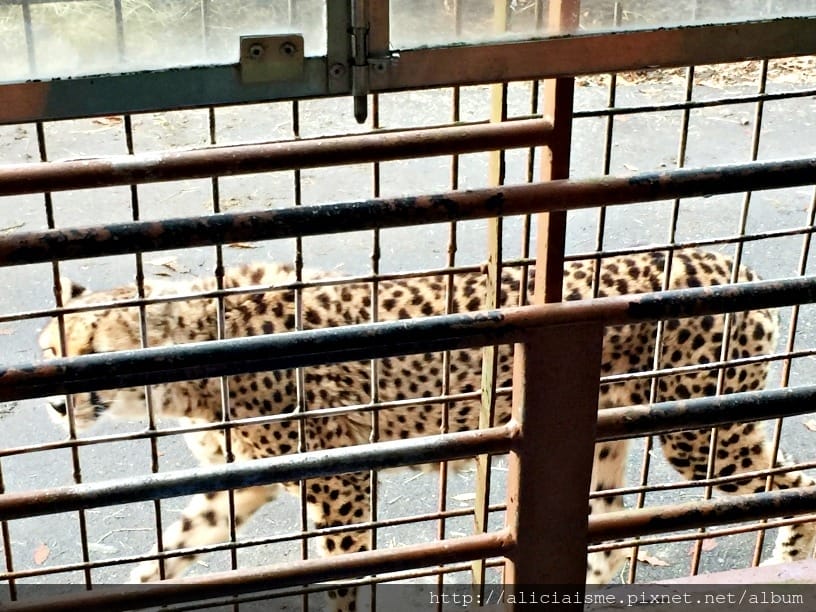 【大分縣】九州自然動物園：體驗African safari野生動物餵食樂趣