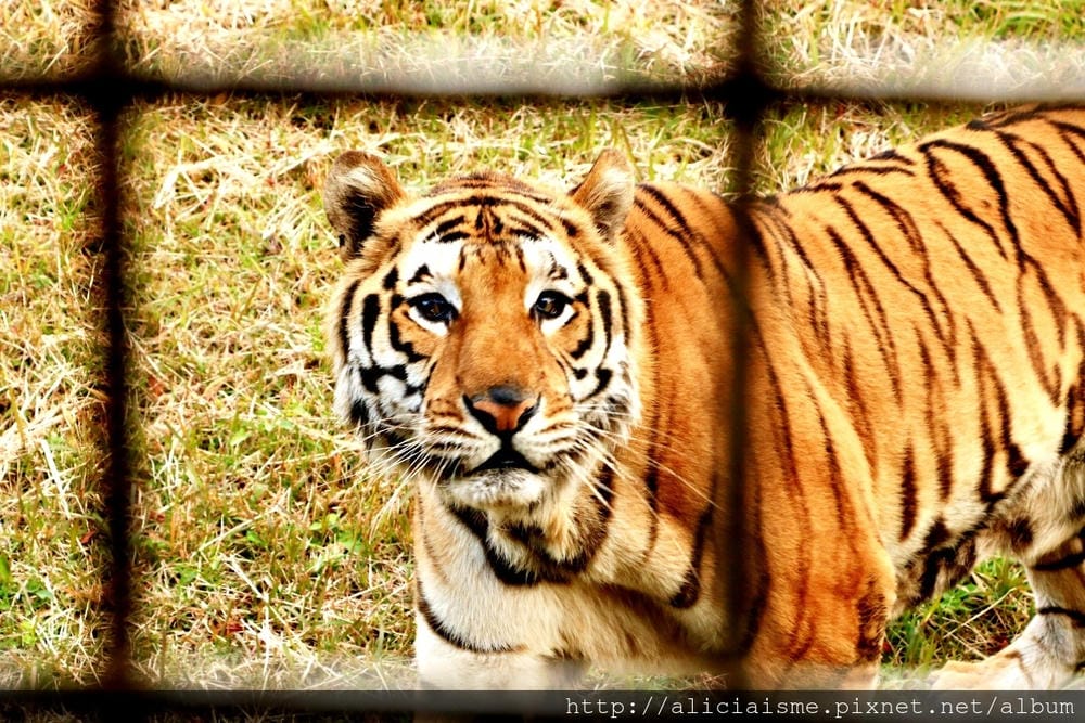 【大分縣】九州自然動物園：體驗African safari野生動物餵食樂趣
