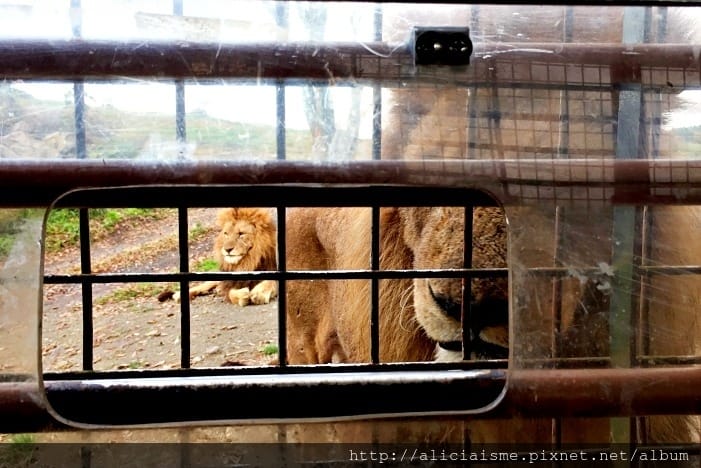 【大分縣】九州自然動物園：體驗African safari野生動物餵食樂趣