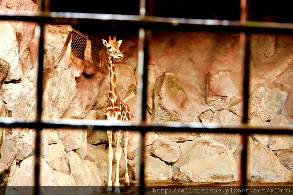 【大分縣】九州自然動物園：體驗African safari野生動物餵食樂趣
