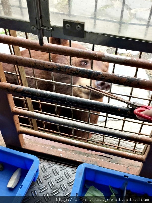 【大分縣】九州自然動物園：體驗African safari野生動物餵食樂趣