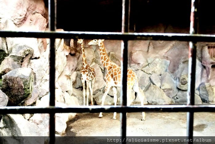 【大分縣】九州自然動物園：體驗African safari野生動物餵食樂趣