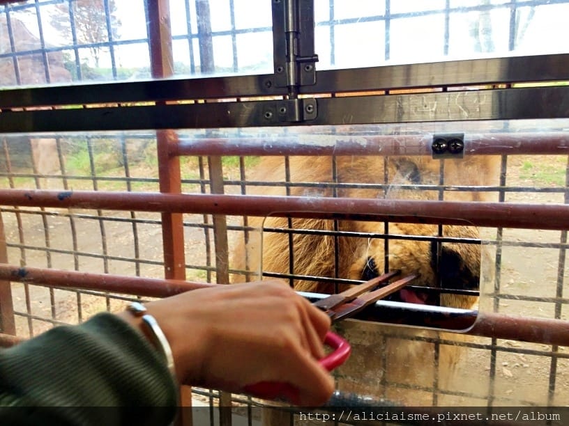 【大分縣】九州自然動物園：體驗African safari野生動物餵食樂趣