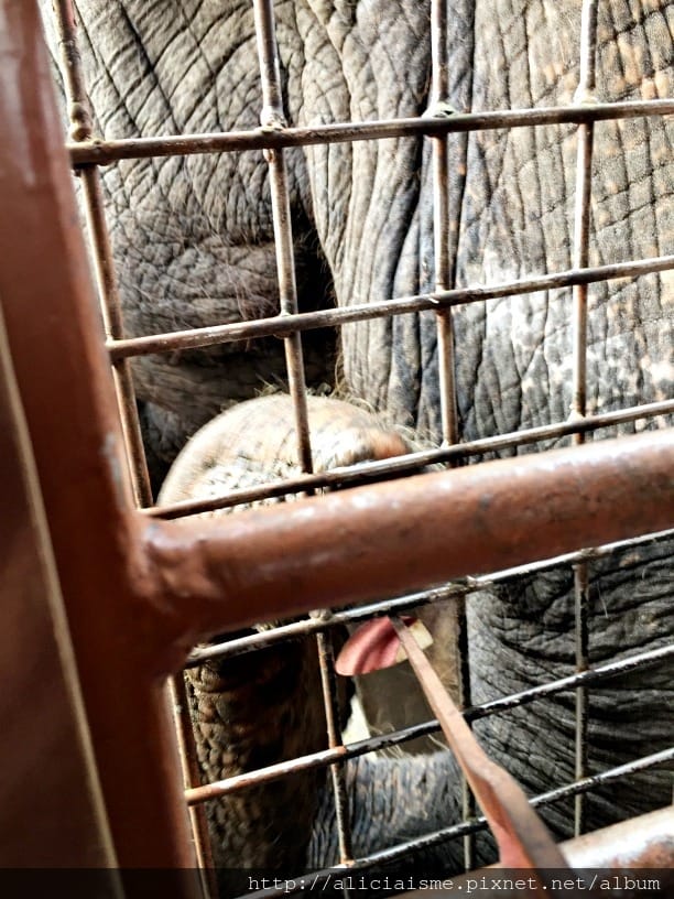 【大分縣】九州自然動物園：體驗African safari野生動物餵食樂趣