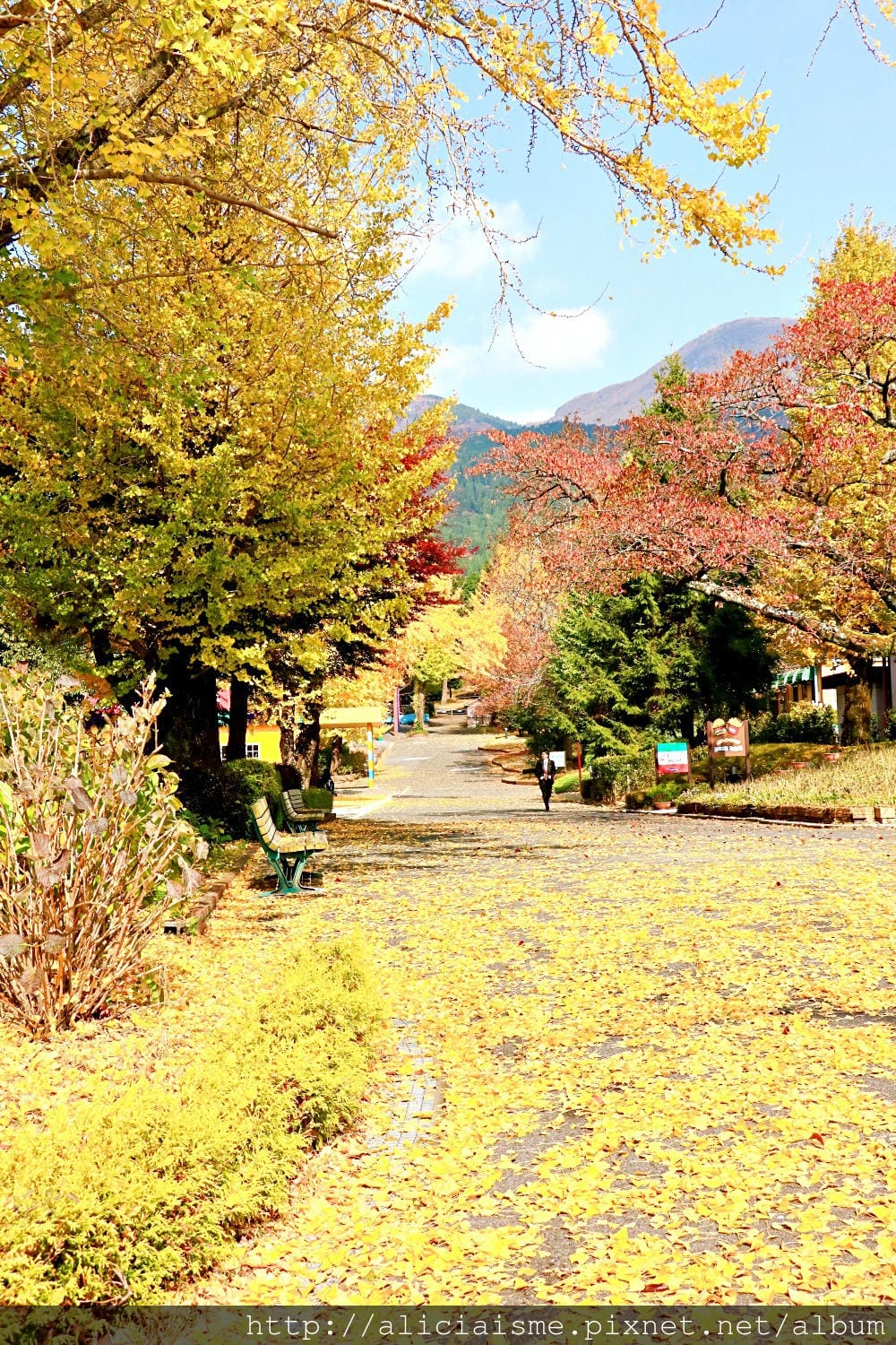 【大分縣】城島高原樂園：5星風景裡古老木造雲霄飛車＠別府市