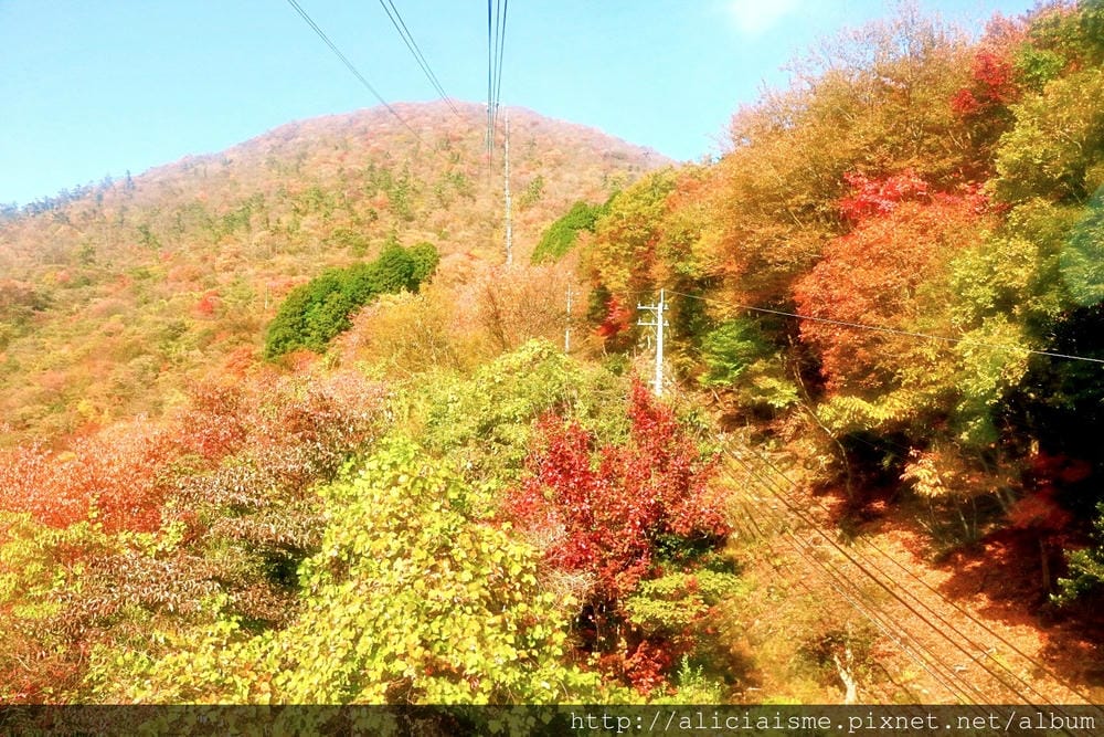 【大分縣】別府空中纜車：來趟四季花海鶴見山＋擁抱別府灣的浪漫空中散策
