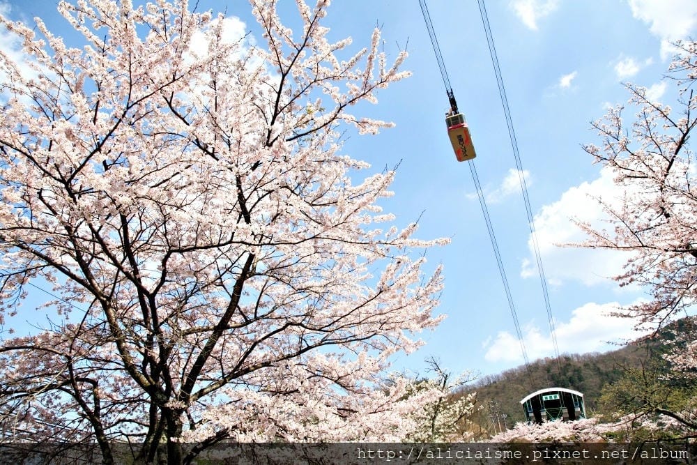 【大分縣】別府空中纜車：來趟四季花海鶴見山＋擁抱別府灣的浪漫空中散策