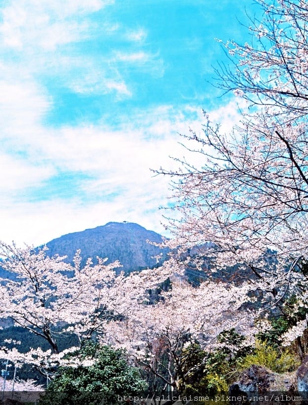 【大分縣】別府空中纜車：來趟四季花海鶴見山＋擁抱別府灣的浪漫空中散策
