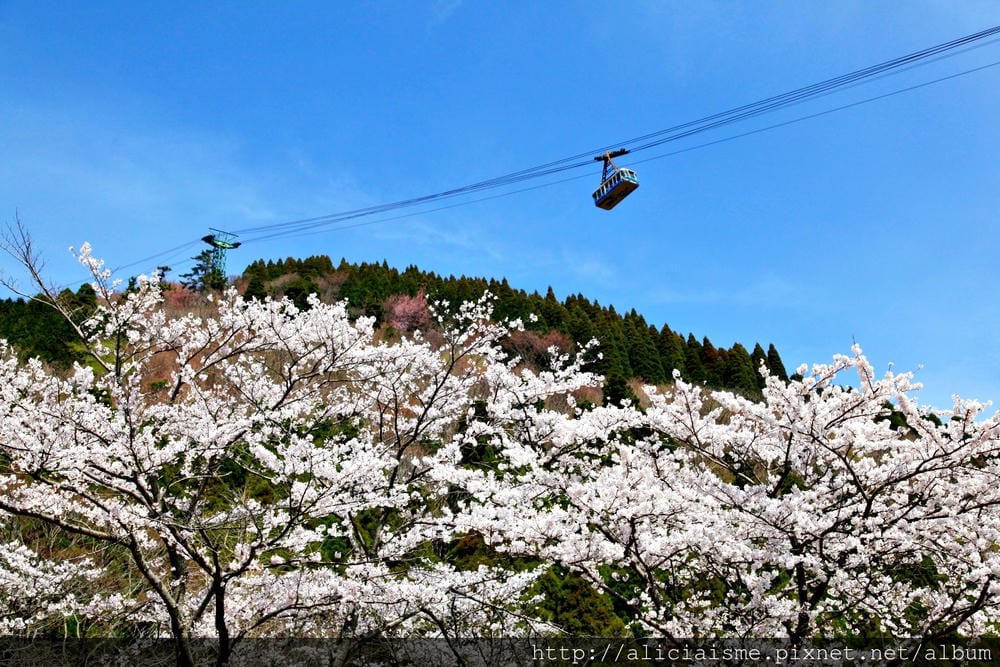 【大分縣】別府空中纜車：來趟四季花海鶴見山＋擁抱別府灣的浪漫空中散策