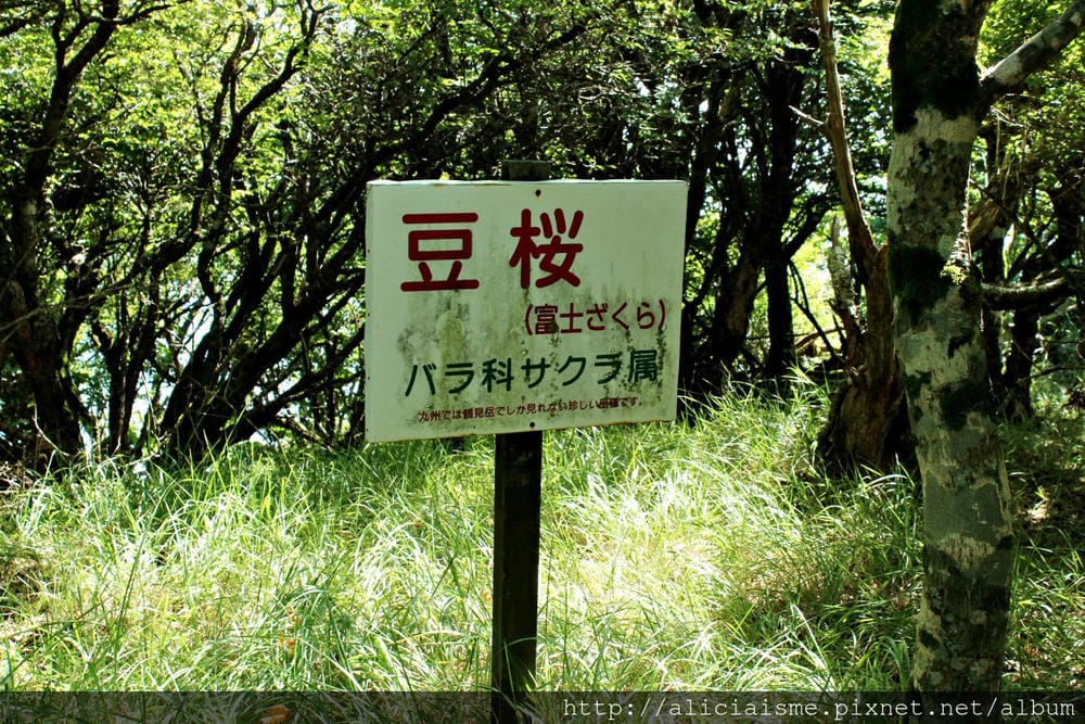 【大分縣】別府空中纜車：來趟四季花海鶴見山＋擁抱別府灣的浪漫空中散策