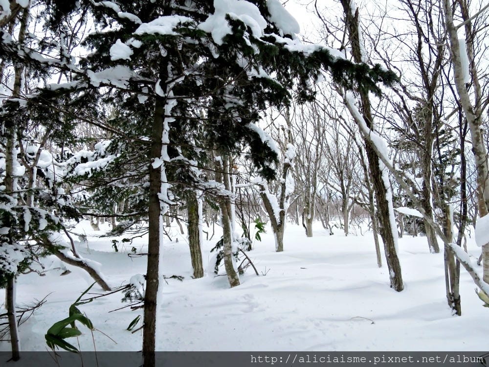 【北海道。豊富站】佐呂別濕原的冬日雪中健行體驗