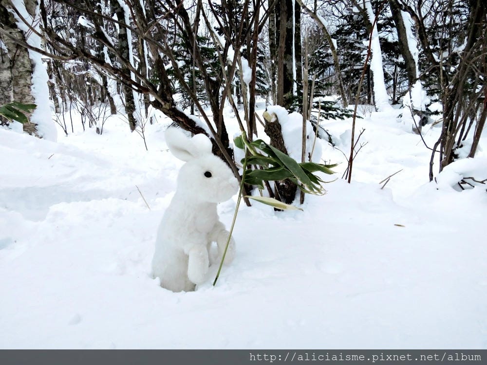 【北海道。豊富站】佐呂別濕原的冬日雪中健行體驗