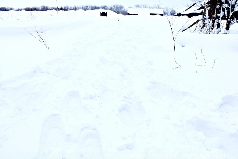 【北海道。豊富站】佐呂別濕原的冬日雪中健行體驗