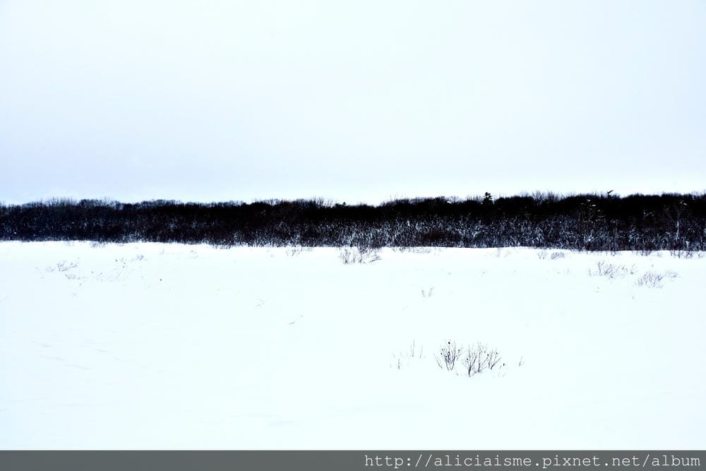 【北海道。豊富站】佐呂別濕原的冬日雪中健行體驗