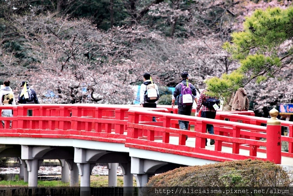 【埼玉市】（季節限定）日本第一長櫻花迴廊下，一起健行拿完走證明！