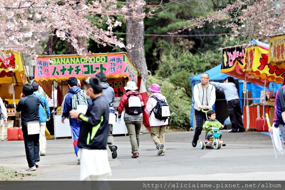 【埼玉市】（季節限定）日本第一長櫻花迴廊下，一起健行拿完走證明！