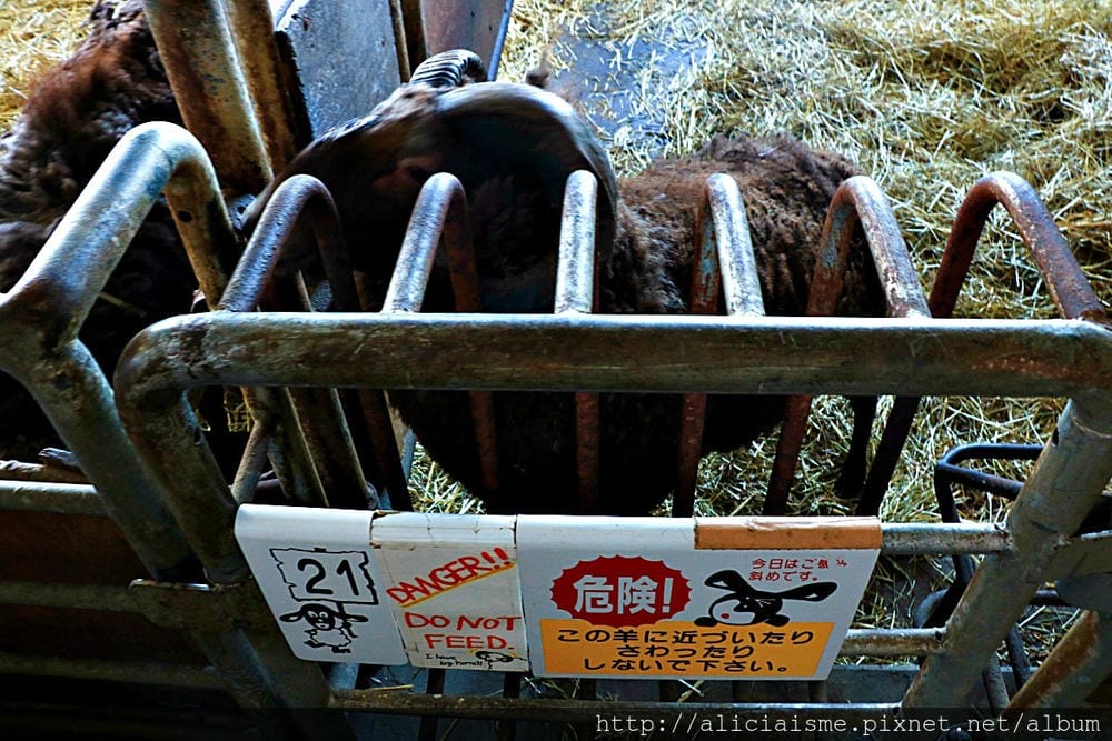 【北海道。士別】羊與雲之丘~坐擁雄偉視野,來看世界的綿羊、最好玩的冬日體驗,及美味料理