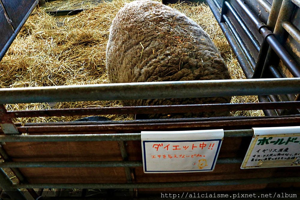 【北海道。士別】羊與雲之丘~坐擁雄偉視野,來看世界的綿羊、最好玩的冬日體驗,及美味料理