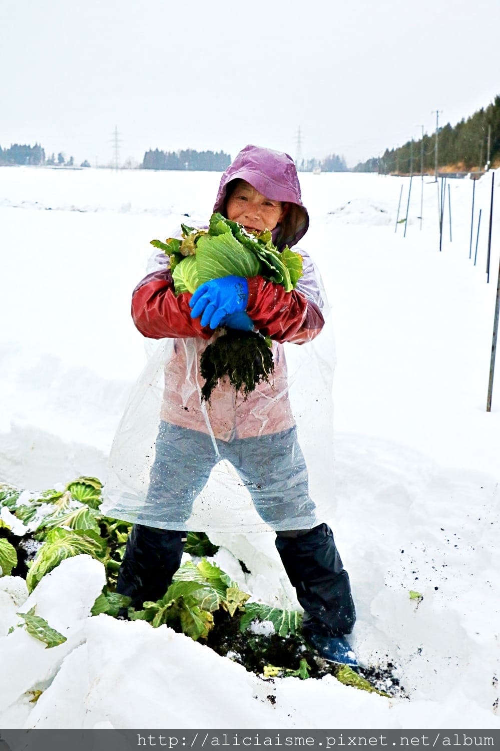 【福島縣】（冬限定）自己採收甜如水果的「雪下高麗菜」、Fruitland最香甜的「紅臉頰草莓」吃到飽、 絕品「豬苗代天上米」